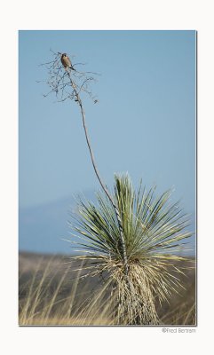 Kestrel on Yucca
