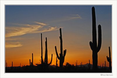 another Saguaro Sunset