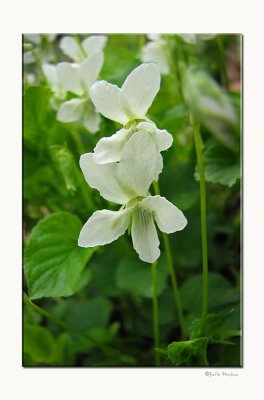 Violets