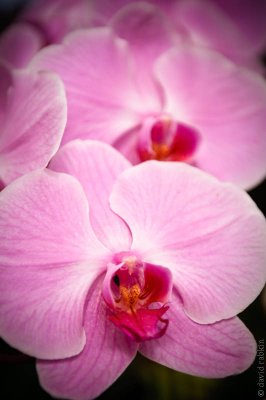 Orchid