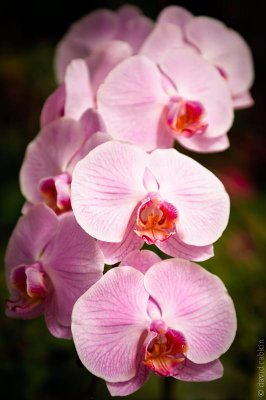 Orchid