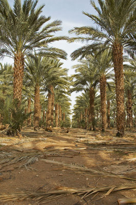 Palm's forest
