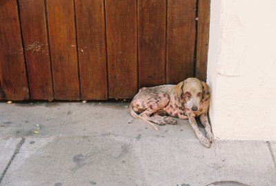 Cartagena Dog