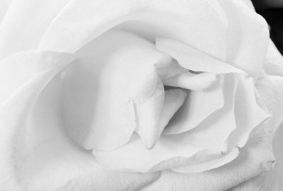 white_rose.jpg