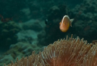 Skunk clownfish (Amphiprion akallopisos)
