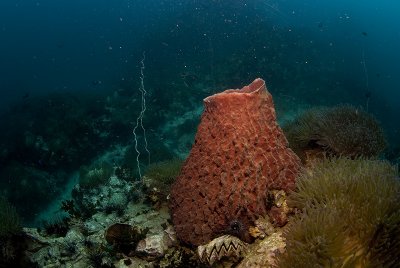 Barrel Sponge at Southwest Pinacle