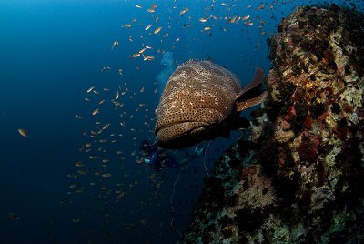 Potatoe Grouper and a diver in Chumphon Pinacle