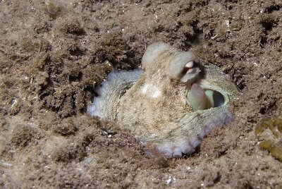  common octopus (Octopus Vulgaris)