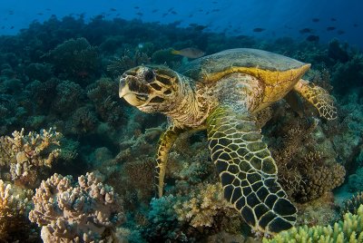 Hawksbill Turtule in Bluff Point