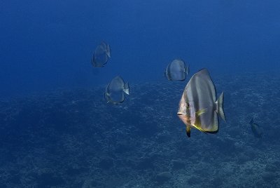 Batfish in the Gianis D.