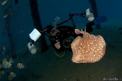 Underwater photographer and a Torpedo Ray