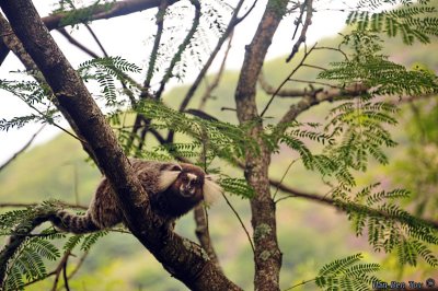 Marmoset