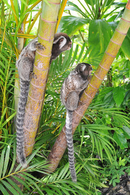 Marmoset