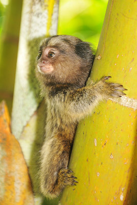 Marmoset