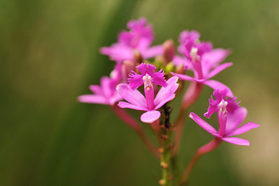 Orchid in the Botanical Garden