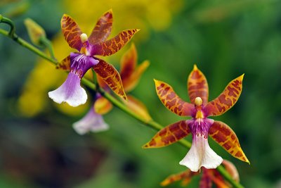 Orchid in the Botanical Garden