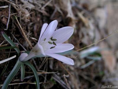Tuviae crocus