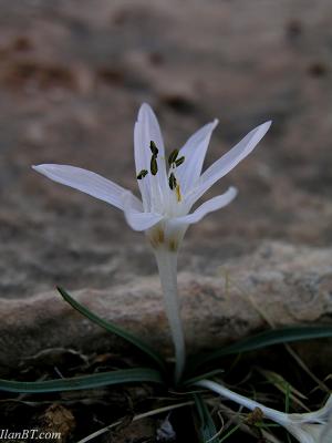 Tuviae crocus