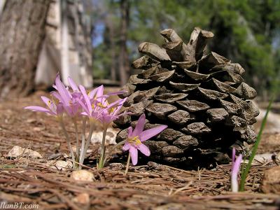 Autumn Crocus