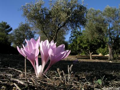 Jerusalem autumn crocus