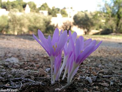 Autumn Crocus
