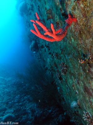 The wreck of the Cedar Pride