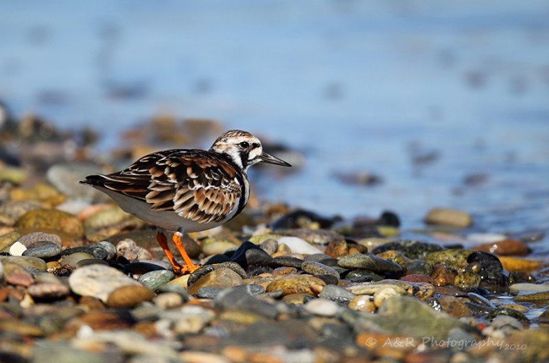 Ruddy Turnstone.jpg