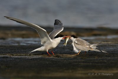 Commen tern feeding juvenile pb.jpg