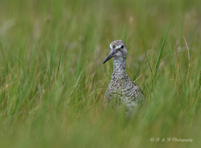 Willet in the grass pb.jpg