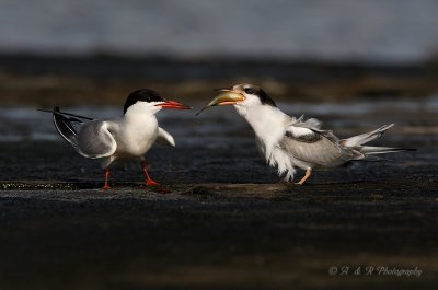 Adult and Juvenile Common Tern pb.jpg