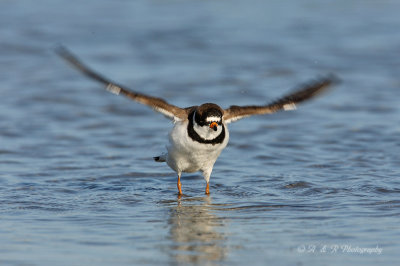 Semipalmated plover wing spread pb.jpg