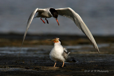 Common terns pb.jpg