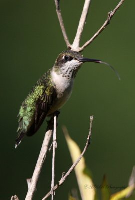 Ruby Throated Hummingbird 5 pb.jpg