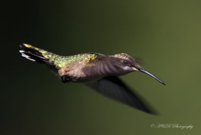 Ruby Throated Hummingbird 2 pb.jpg