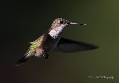 Ruby Throated Hummingbird pb.jpg