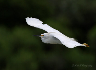 Snowy Egret in flight pb.jpg
