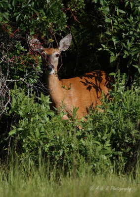 White tail deer from the kayak pb.jpg