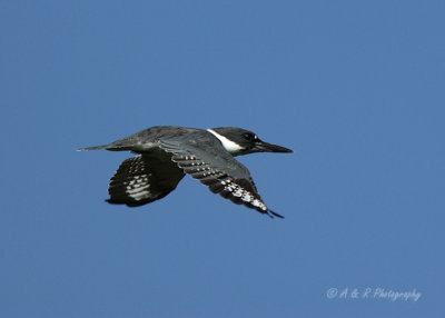 Belted Kingfisher pb.jpg