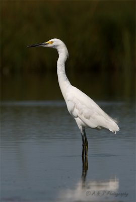 Snowy Egret pb.jpg