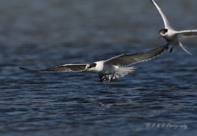 imm common tern pb.jpg