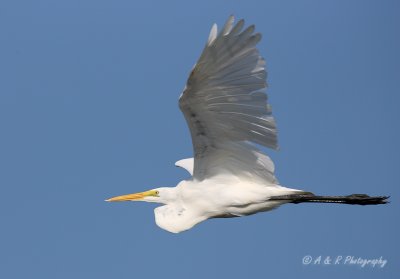 Great Egret 2 pb.jpg