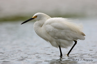 Snowy Egret 8.jpg