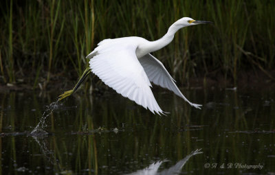 Snowy Egret 4 pb.jpg