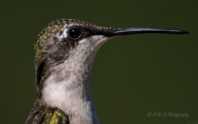 Hummingbird crop pb.jpg