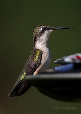 Hummingbird on feeder pb.jpg
