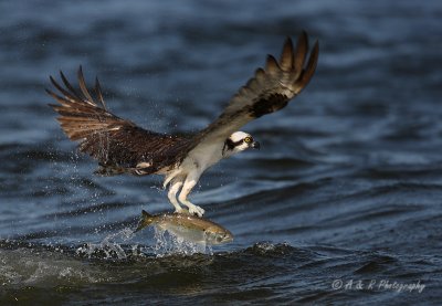 Osprey with catch pb.jpg