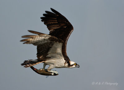 Osprey with fish pb.jpg