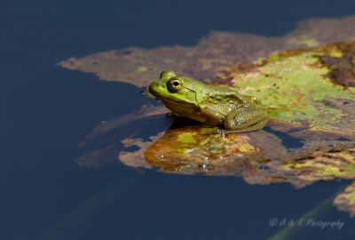 Frog on lilly pad pb.jpg