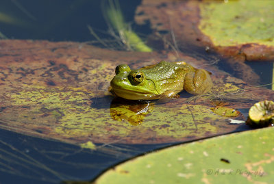 Frog pb.jpg