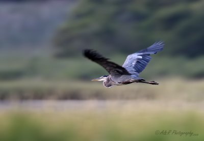 Great Blue Heron pb.jpg